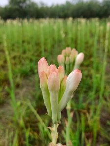 Polianthes tuberosa (Tuberose) photo