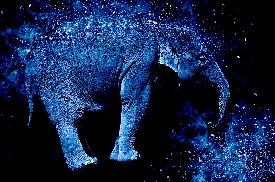 Animal zoo animal portrait