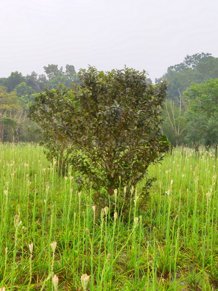 Polianthes tuberosa 3