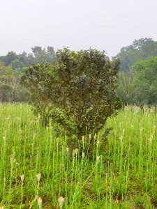 Polianthes tuberosa 3