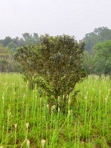 Polianthes tuberosa 3 photo