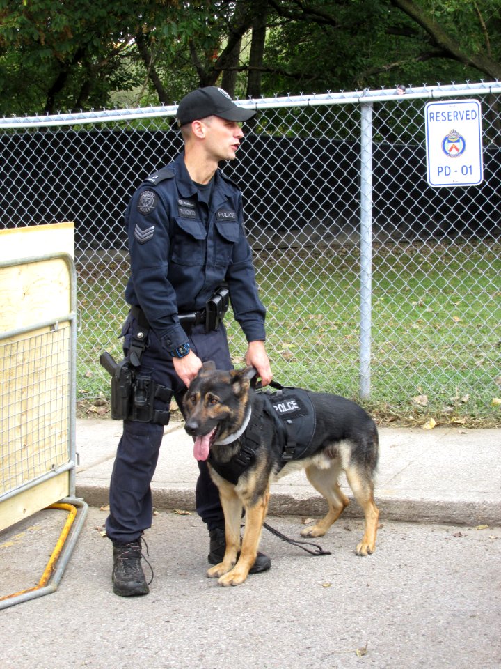 Police Dog at Toronto Open House 01