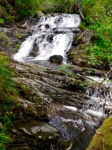 Forest greenery scotland