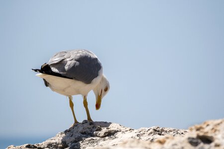 Seevogel sea water bird photo