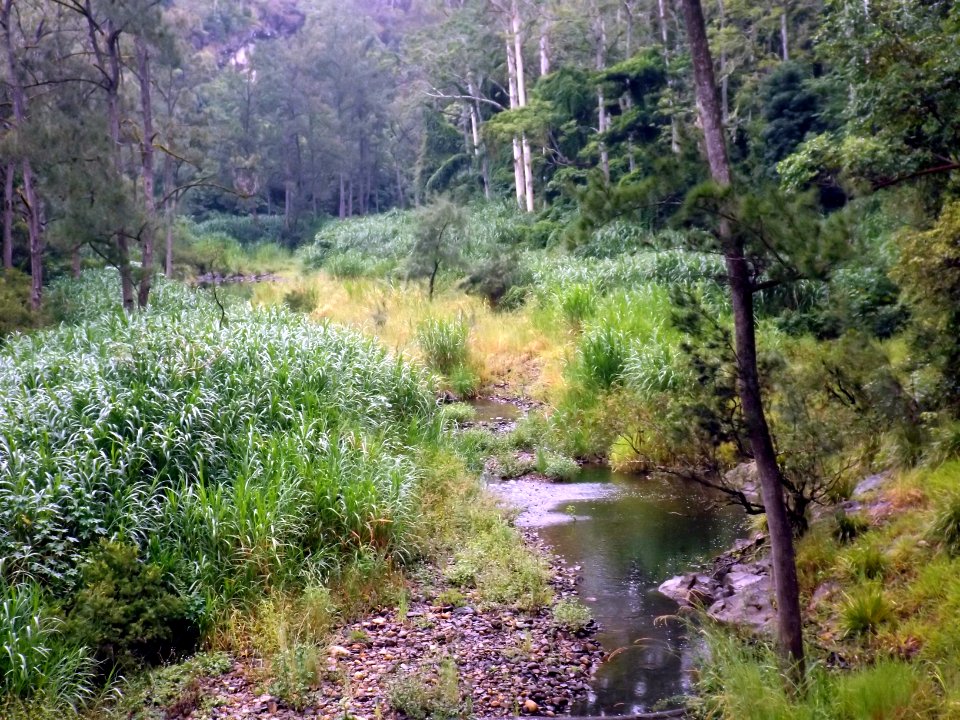 Pocket Road Crossing south on Nerang River, Numinbah Valley, Queensland