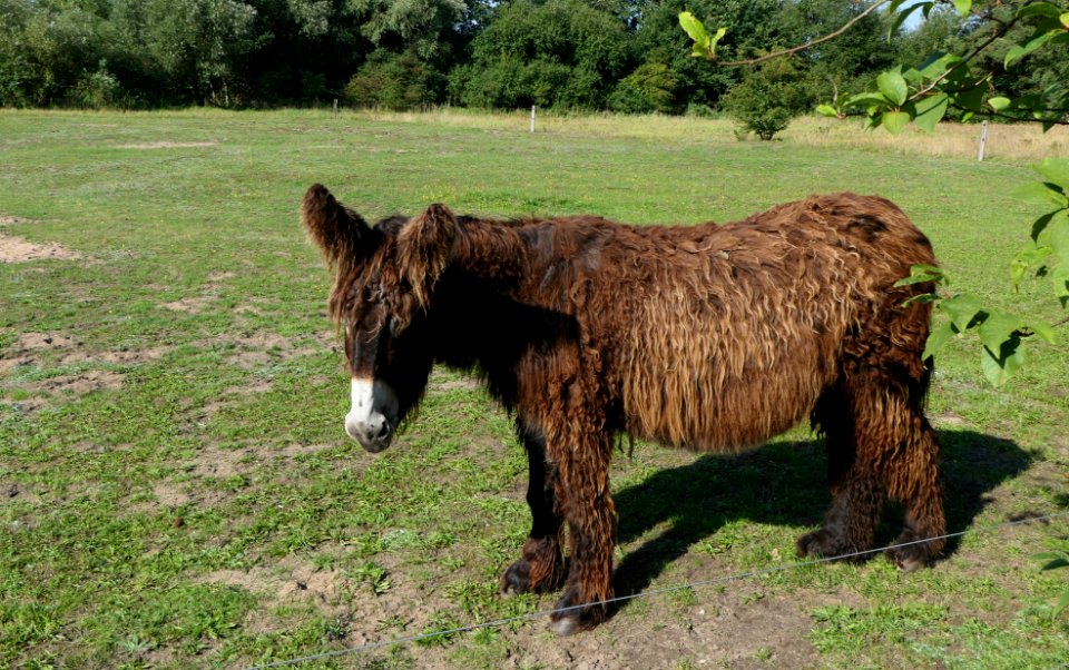 Poitou-Esel im Tierpark Arche Warder (2)