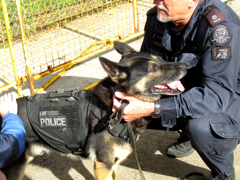 Police Dog at Toronto Open House 04