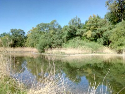 Polder Söllingen-Greffern, Rheinaue in Teilpolder 4