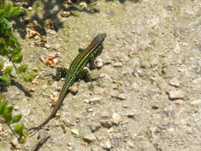 Podarcis tiliguerta, Tyrrhenian Wall lizard, near Bonifacio, Corsica, France