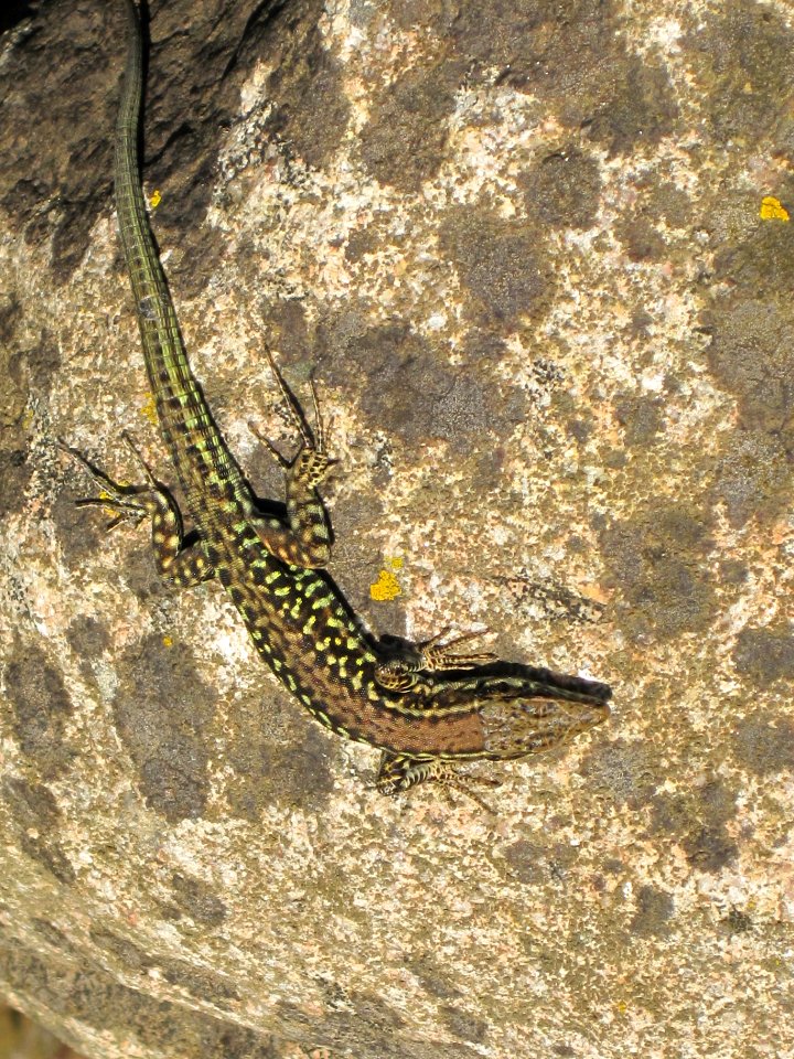 Podarcis tiliguerta, Tyrrhenian Wall lizard, (corsica)