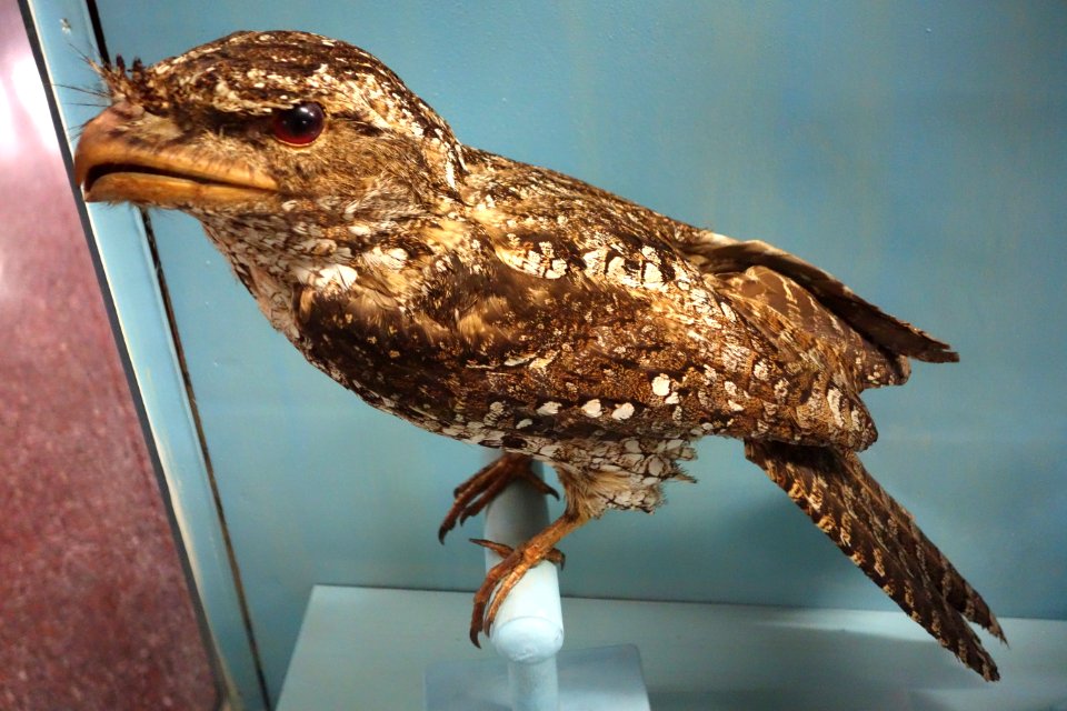 Podargus papuensis - Museo Civico di Storia Naturale Giacomo Doria - Genoa, Italy - DSC03173