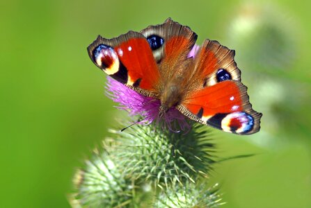 Peacock butterflies close up photo