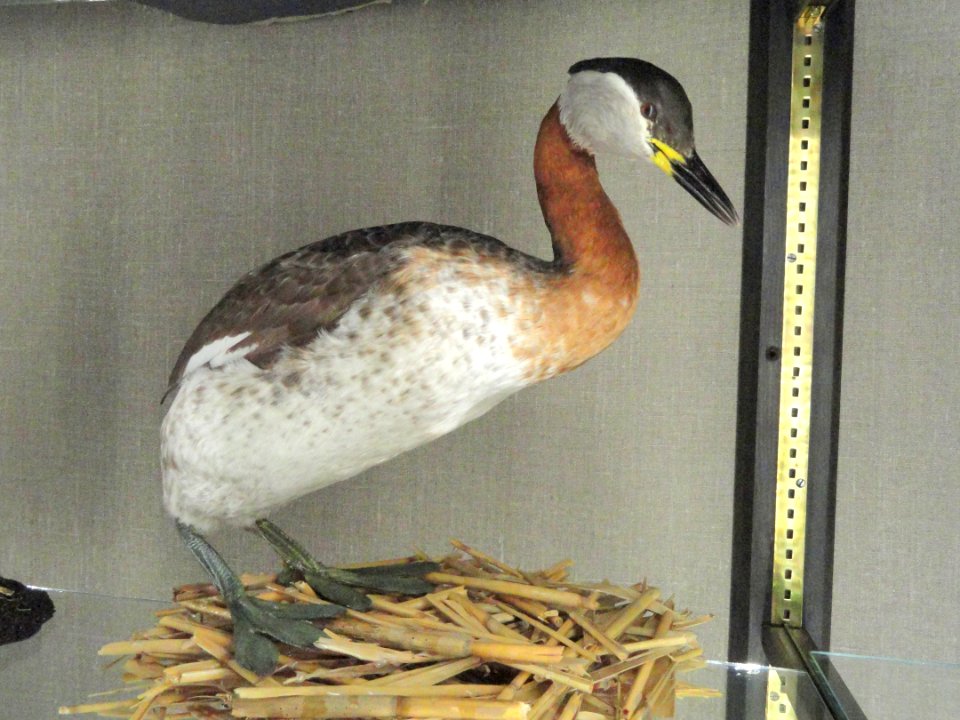 Podiceps grisegena - Finnish Museum of Natural History - DSC04593