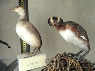 Podiceps auritus - Finnish Museum of Natural History - DSC04595