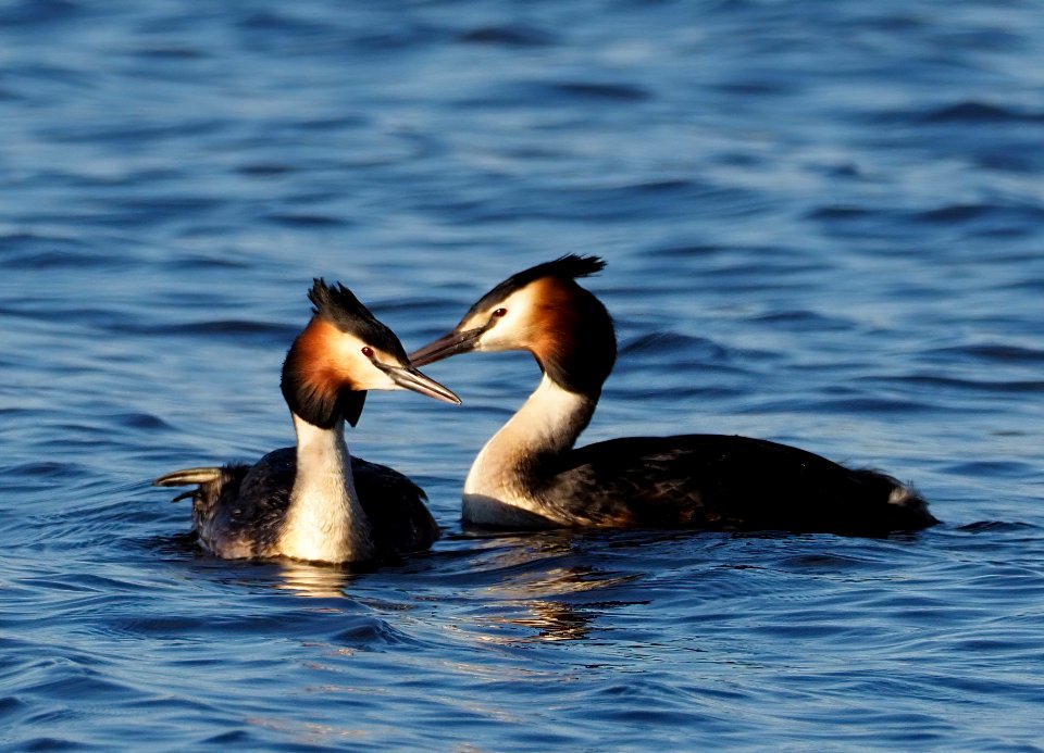 Podiceps cristatus Oulu Finland 2020-05-15