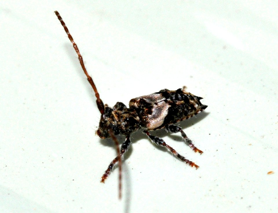 Pogonocherus-hispidus-08-fws