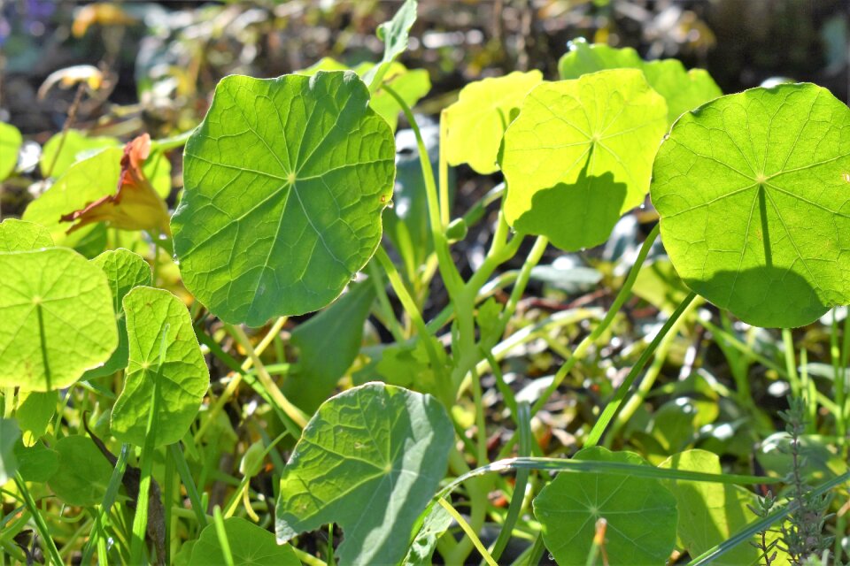 Green leaf leaves leaf