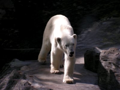 Polar bear (ZOO Prague)