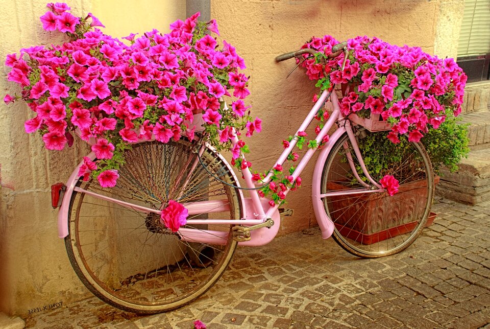 The giro d'italia color bike