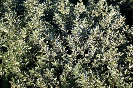 Podalyria sericea - South African shrub - Cape Town 2