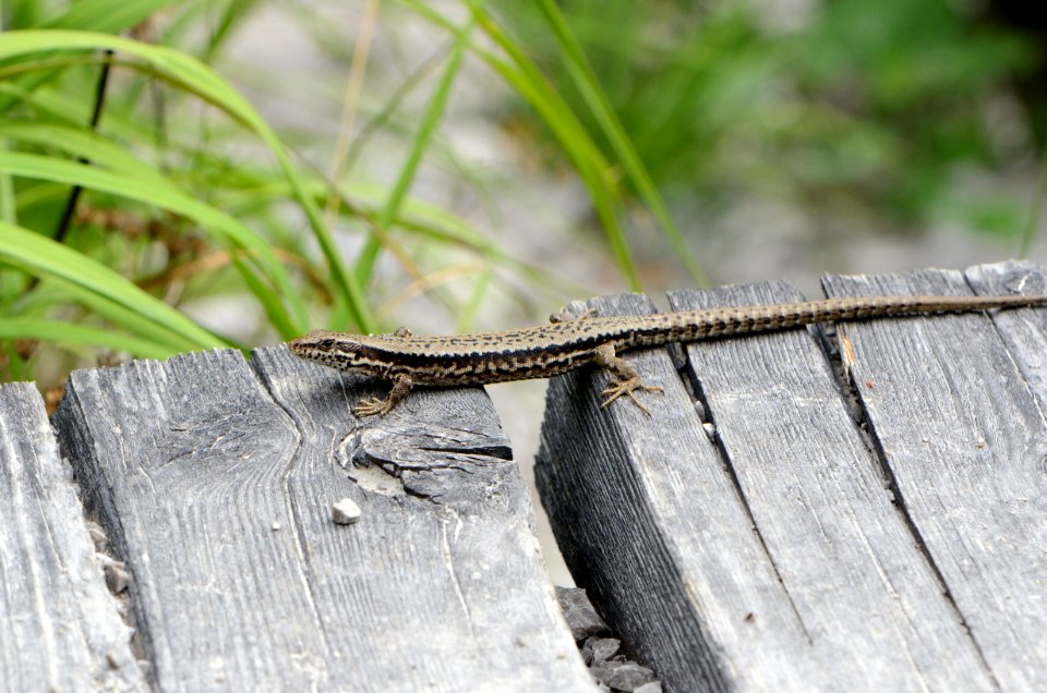 Podarcis muralis sonnend