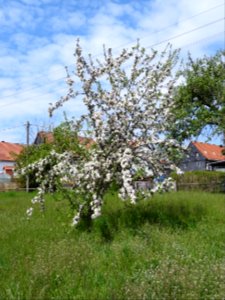 Pohlen 04