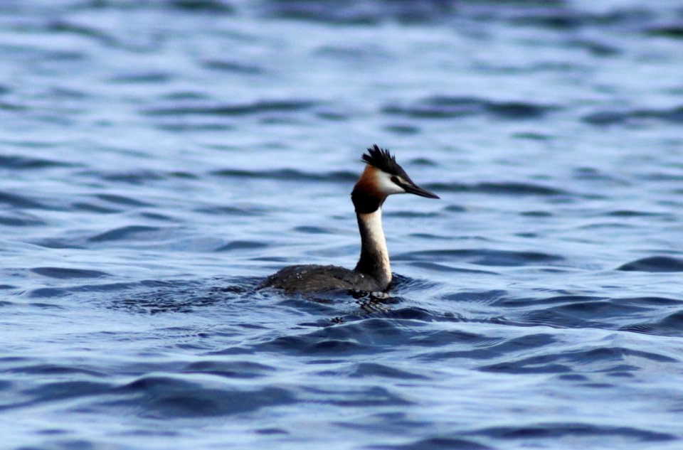 Podiceps cristatus Oulu 20150703 01