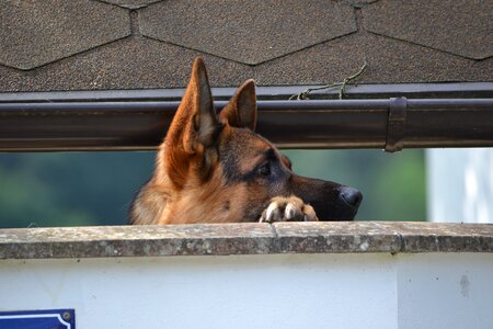 Curious german shepherd wall