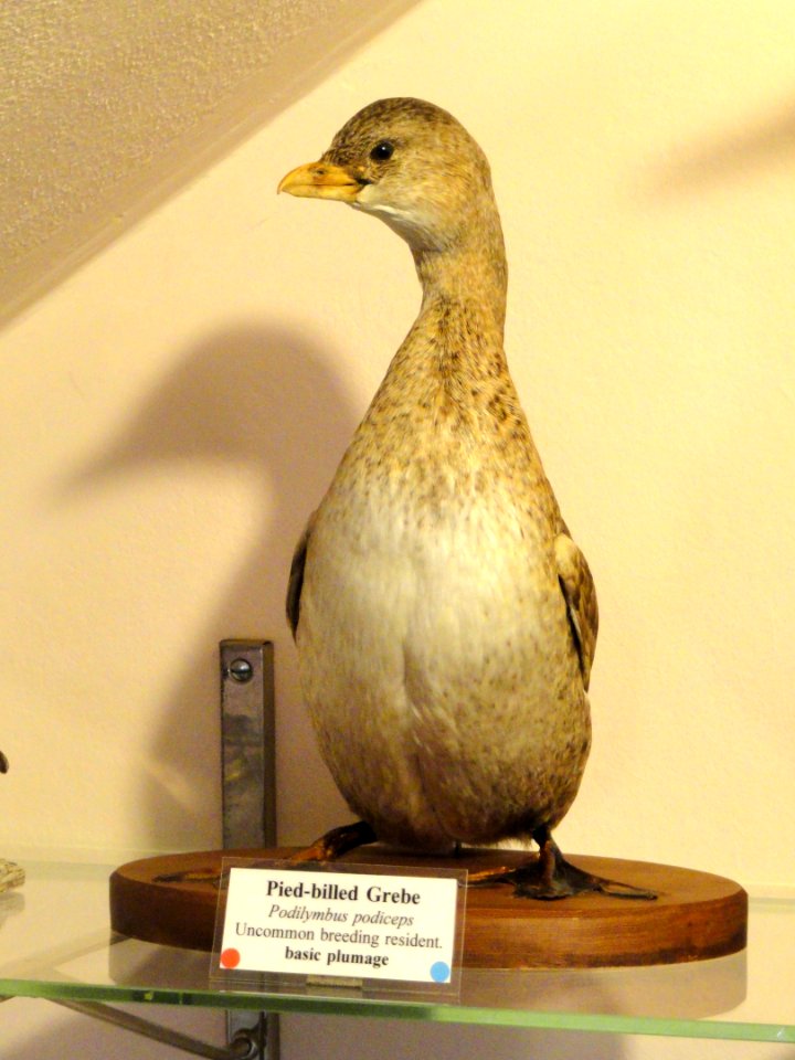 Podilymbus podiceps - Pacific Grove Museum of Natural History - DSC06763
