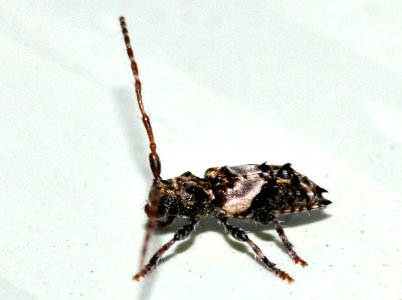 Pogonocherus-hispidus-07-fws