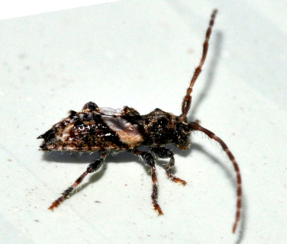 Pogonocherus-hispidus-04-fws