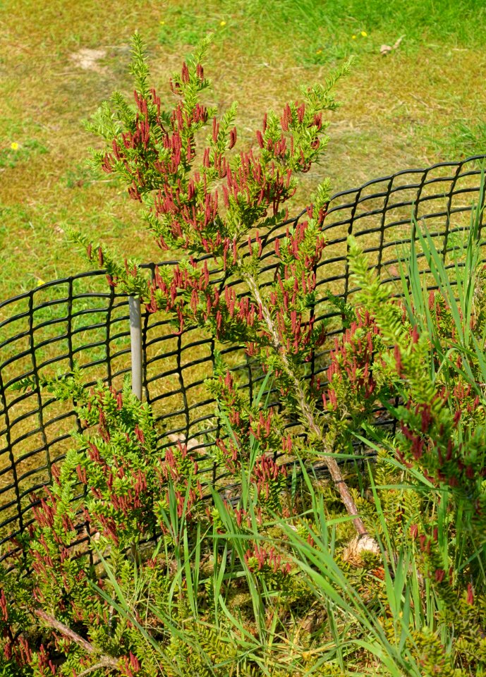 Podocarpus nivalis - Sheffield Park and Garden - East Sussex, England - DSC05723