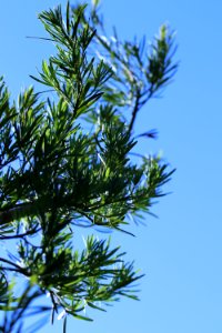Podocarpus macrophyllus IMG 1143