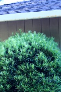 Podocarpus macrophyllus IMG 1111