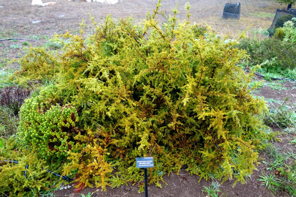Podocarpus nivalis - UC Santa Cruz Arboretum - DSC07543