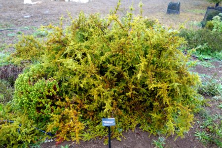 Podocarpus nivalis - UC Santa Cruz Arboretum - DSC07543