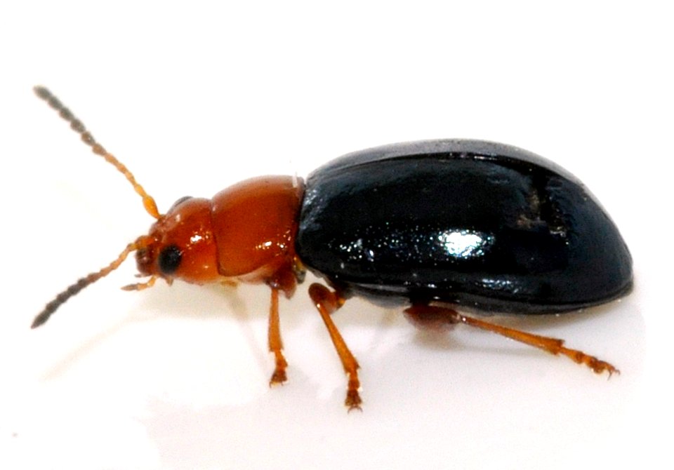 Podagrica-fuscicornis-14-fws