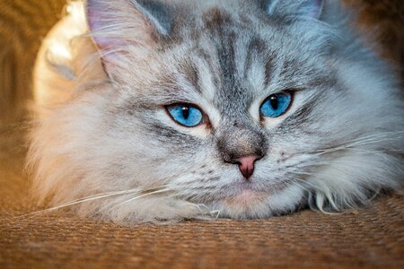 Siberian forest cat blue eye neva masquarade