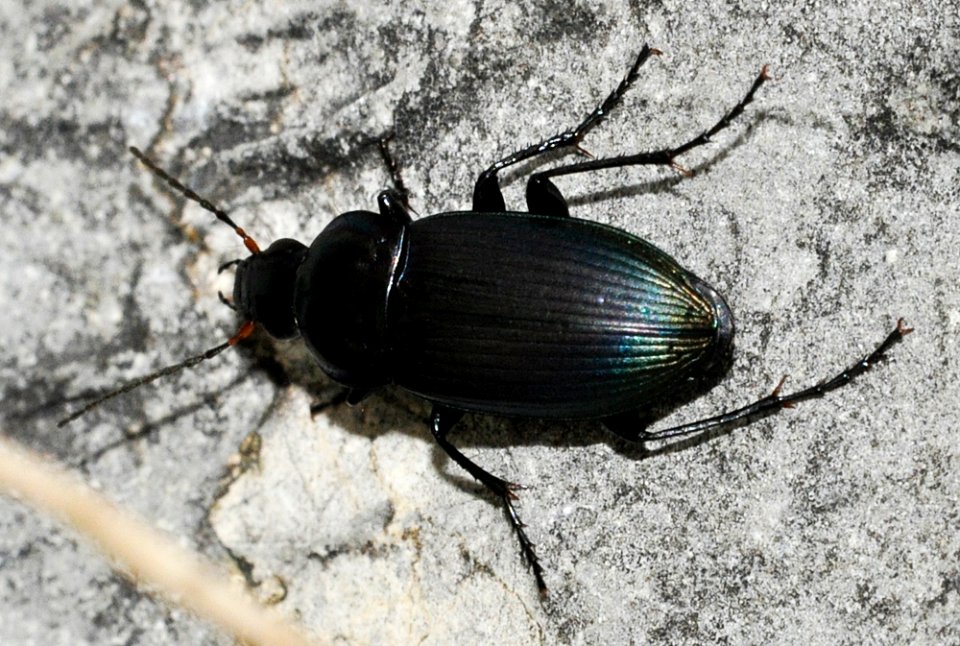 Poecilus-versicolor-03-fws