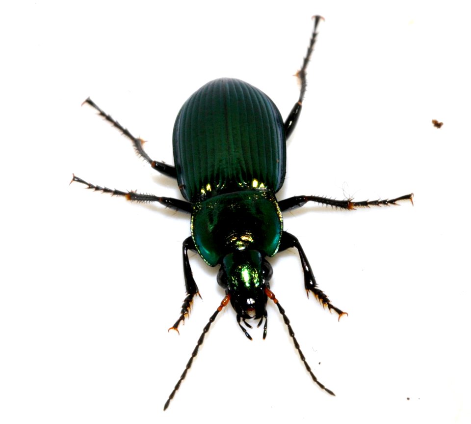 Poecilus-cupreus-10-fws