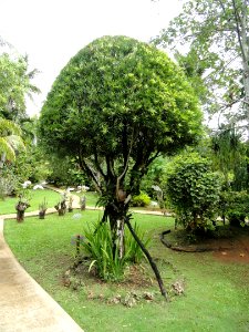 Podocarpus - Sankyo Garden - DSC01319