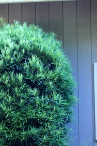 Podocarpus macrophyllus IMG 1117