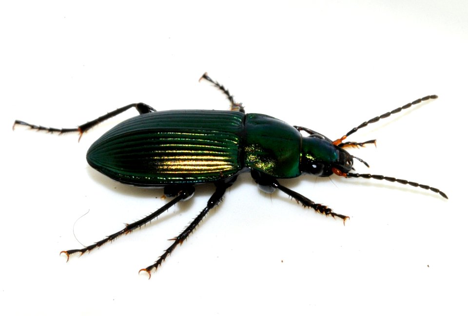 Poecilus-cupreus-11-fws