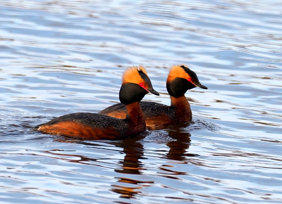 Podiceps auritus Oulu Finland 2020-05-08 (3)