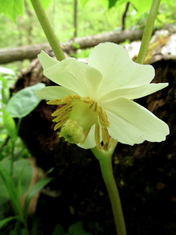 Podophyllum peltatum, 2021-05-06, Bird Park, 01