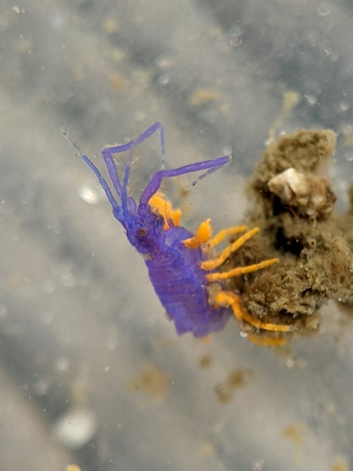 Podocerus cristatus 110063082