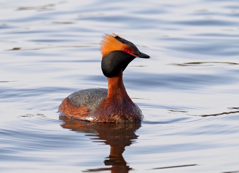 Podiceps auritus Oulu Finland 2020-05-08 (2)