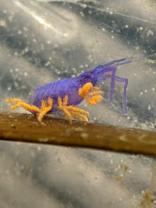 Podocerus cristatus 110063106