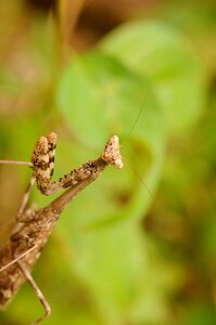 Praying mantis antenna photo