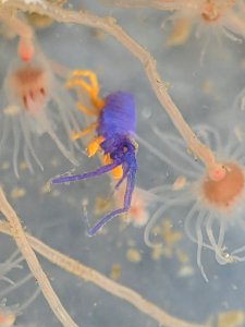 Podocerus cristatus 110063128
